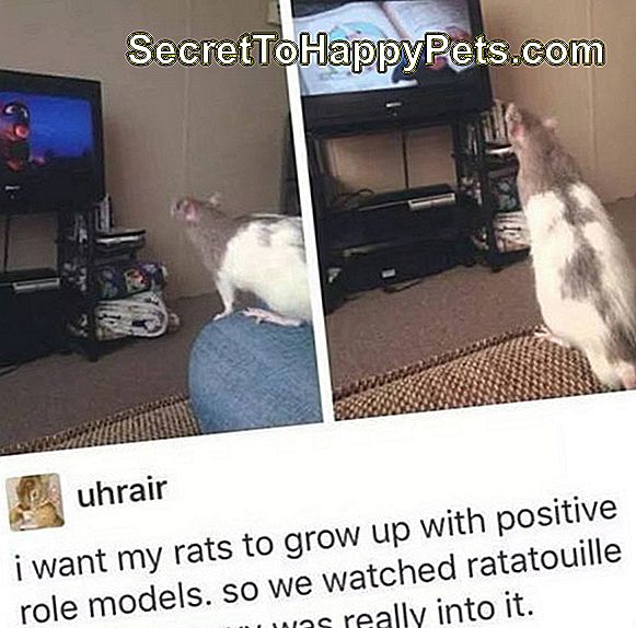 Rata viendo Ratatouille.