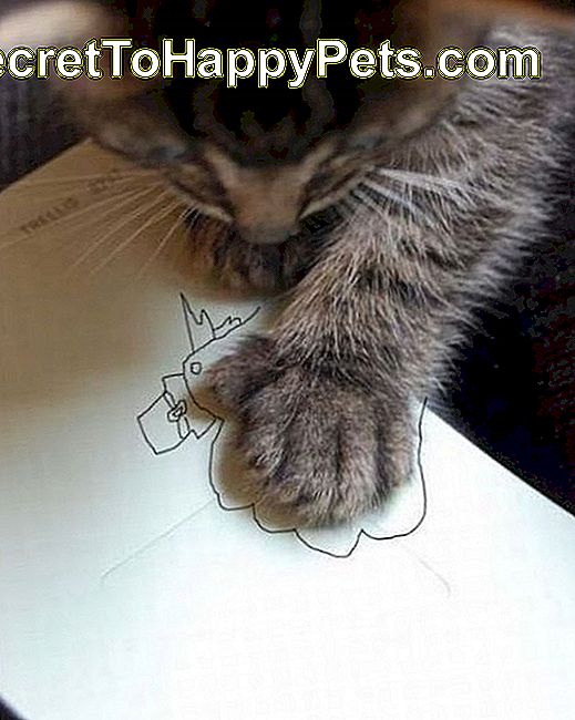 Pisica cu un desen al unei curci de mână