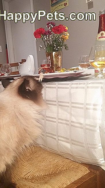 Pisica strecură mâncarea de pe masă