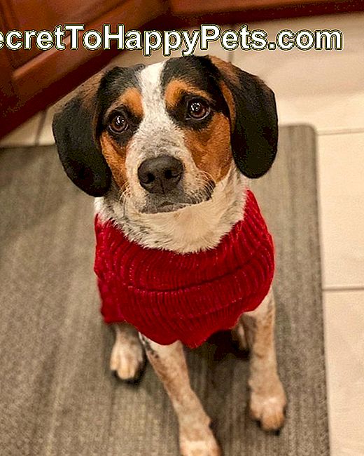 ljubki pes v rdečem puloverju
