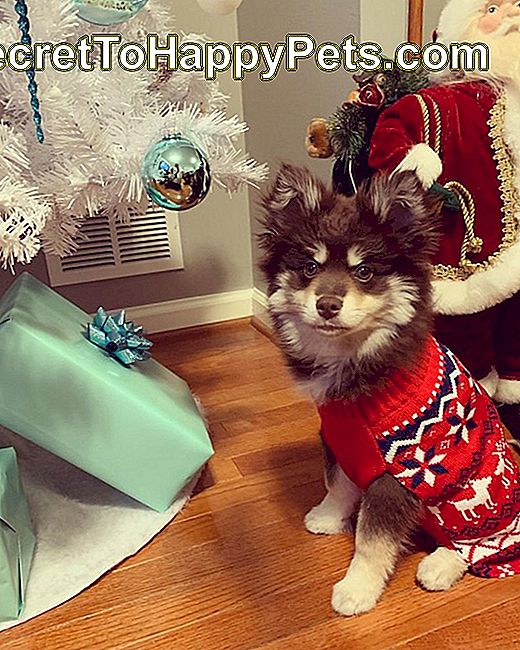 ljubki pes v božičnem puloverju ob božičnem drevesu