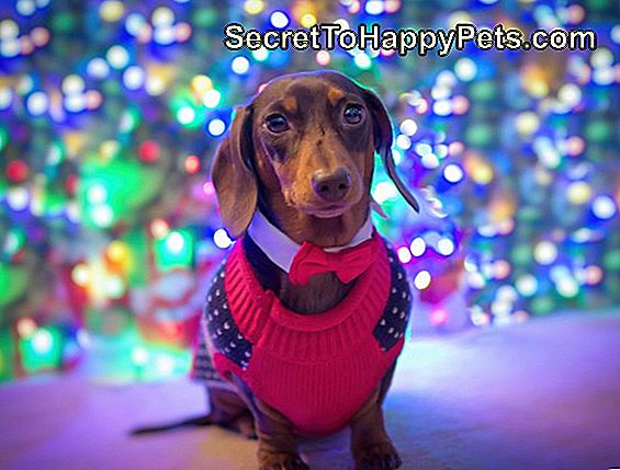 Pes s kravato na božiču