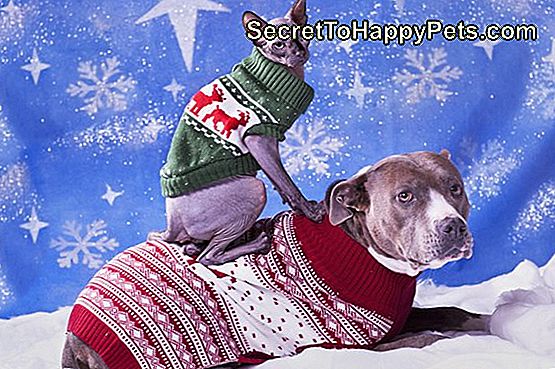 Počitniški portret Pitbull-a in mačke sfinge v božičnih puloverjih z modrim snežnim kosmatim ozadjem