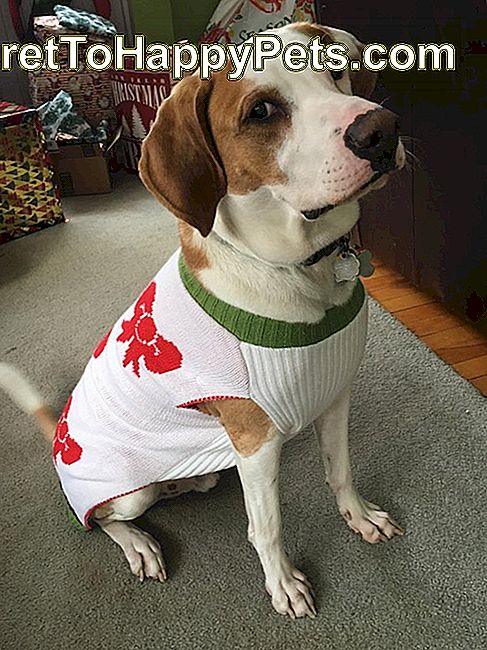 skeptično videti psa v božičnem puloverju