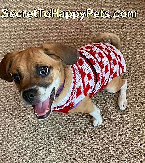 navdušen puglen pes v rdečem in belem puloverju