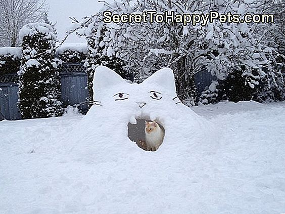 Mačka sedi v mačji snežni trdnjavi.