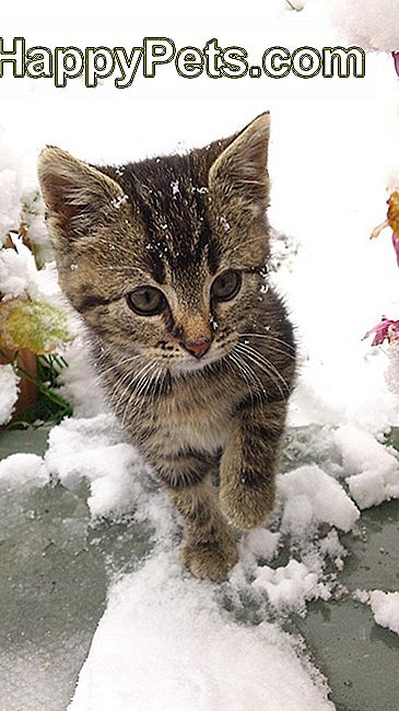 Mačk v snegu.
