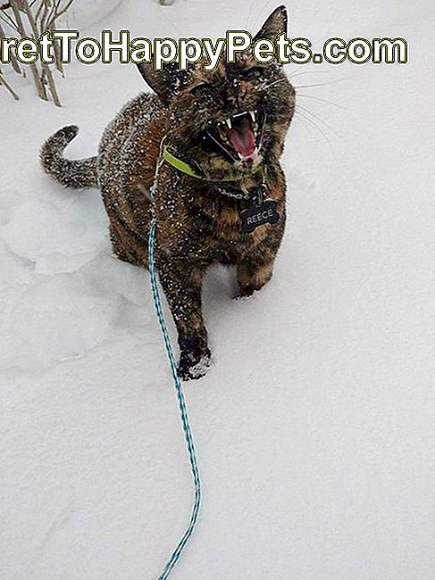 Mačka meje v snegu.