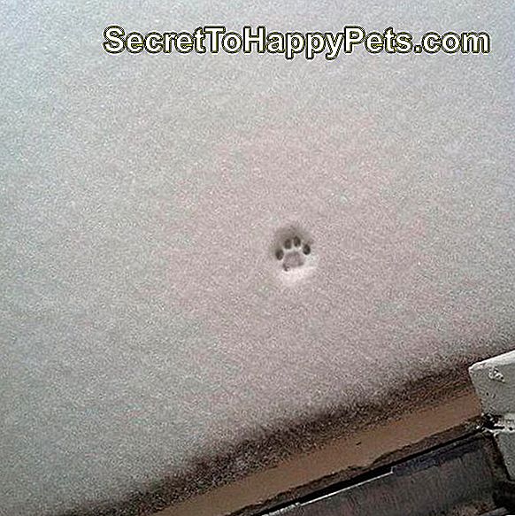 Tiskanje enojnih mačjih tačk v snegu.