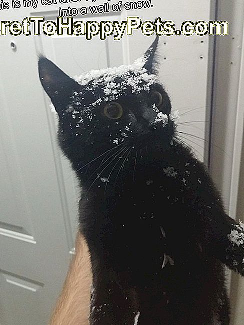 Mačka, ki se je zaletela v steno snega.