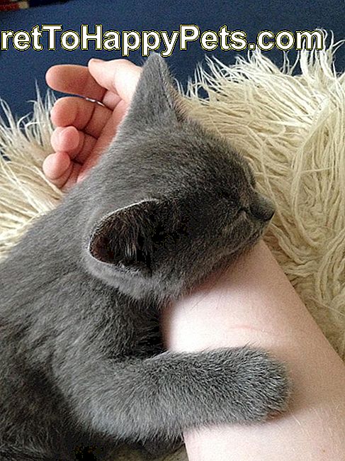 Maček spi na roki osebe