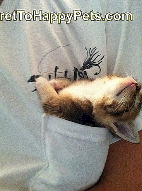 Maček spi v žepu majice