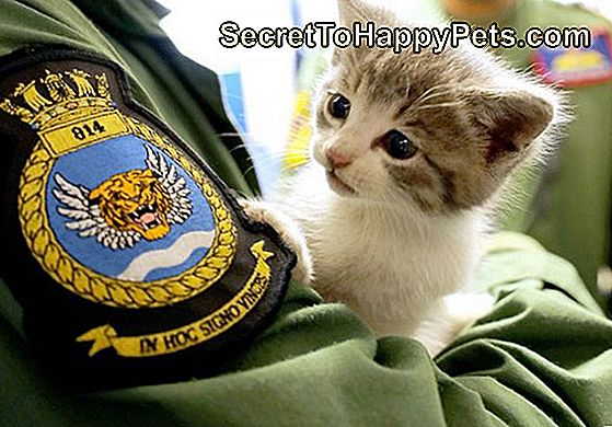 Mačiatko Predstavuje S Hunky Sailors Po Rozkošné Záchrany