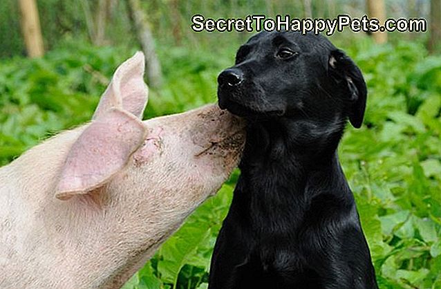 Pažodžiui juokingiausios kiaulės nuotraukos, kurias mes kada nors matėme: didžiuojamės