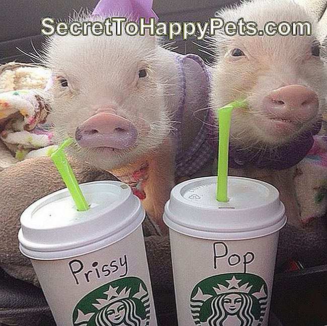 Pažodžiui juokingiausios kiaulės nuotraukos, kurias mes kada nors matėme: „Instagram“