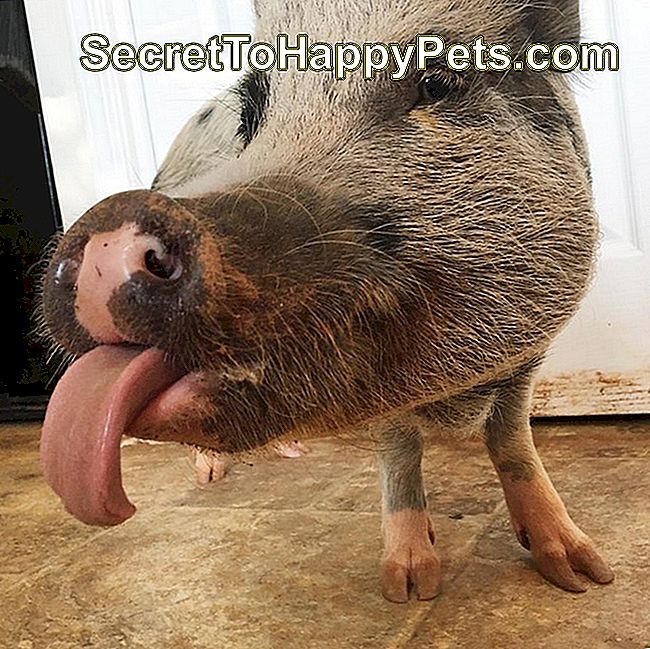 Pažodžiui juokingiausios kiaulės nuotraukos, kurias mes kada nors matėme: didžiuojamės galėdami