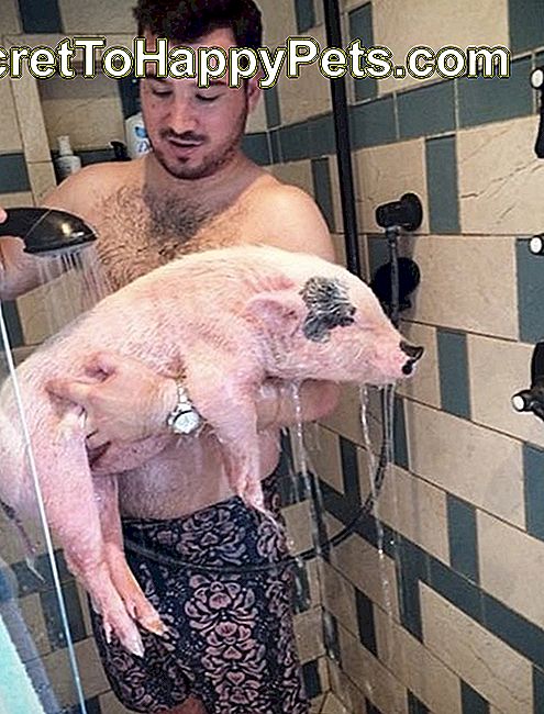 Pažodžiui juokingiausios kiaulės nuotraukos, kurias mes kada nors matėme: Kreditas „Instagram“