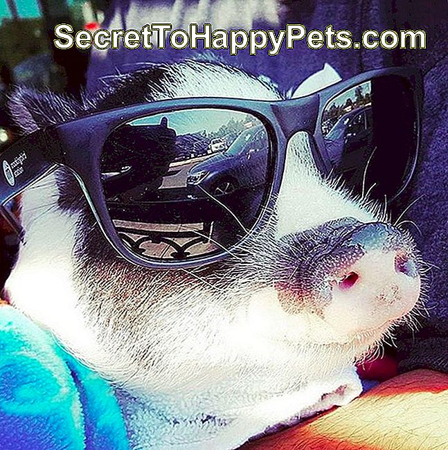 Pažodžiui juokingiausios kiaulės nuotraukos, kurias mes kada nors matėme: „Instagram“
