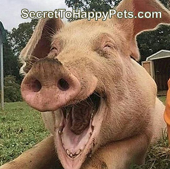 Pažodžiui juokingiausios kiaulės nuotraukos, kurias mes kada nors matėme: Kreditas „Instagram“