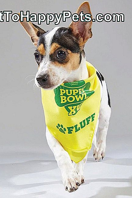 Tot ce trebuie să știți despre Puppy Bowl XV