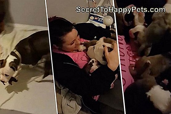 Esta nueva mamá perro compartió con orgullo a sus bebés con su mamá adoptiva