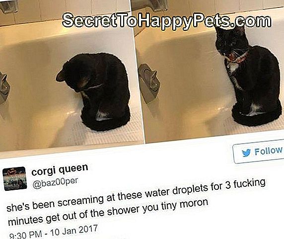 แมวตะโกนใส่ละอองน้ำในอ่าง