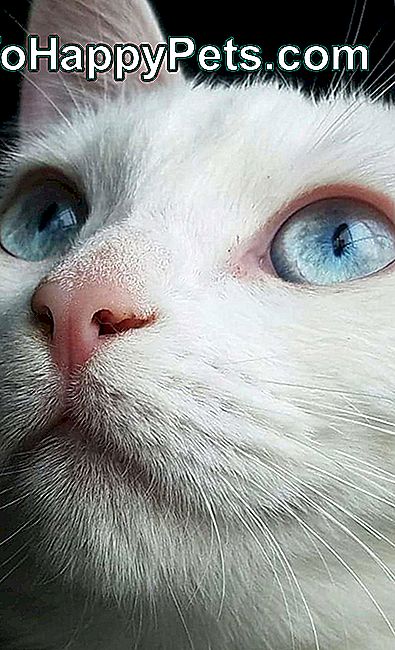 20 котів з прекрасними зоровими очима
