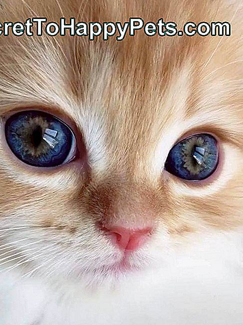 20 котів з прекрасними зоровими очима