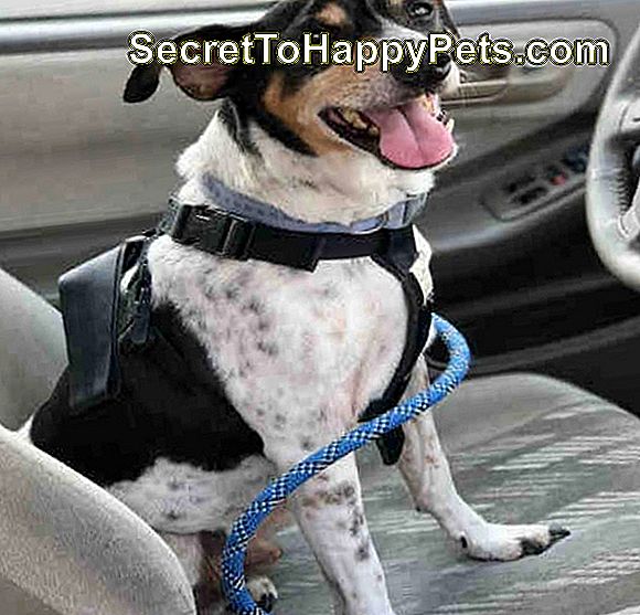 perro en carro yendo a casa