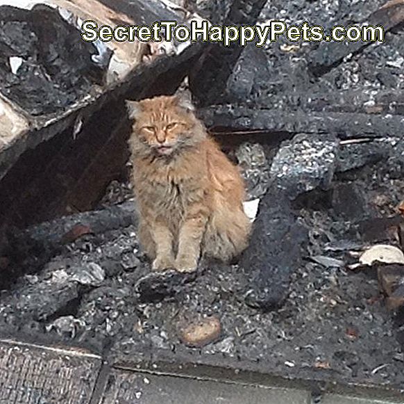 gato en escombros