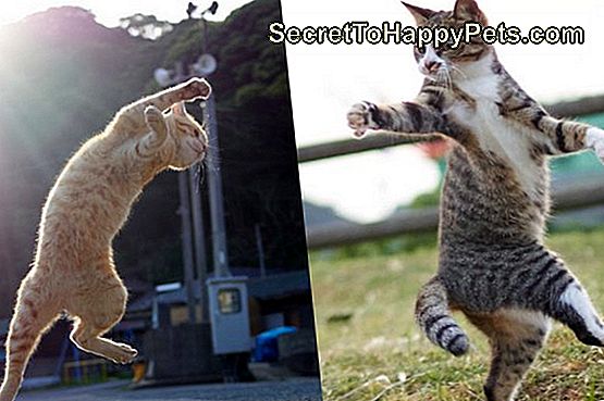 Photog Coax Kitties În Prostii Kung Fu Pozează Cu O Simplă Truc