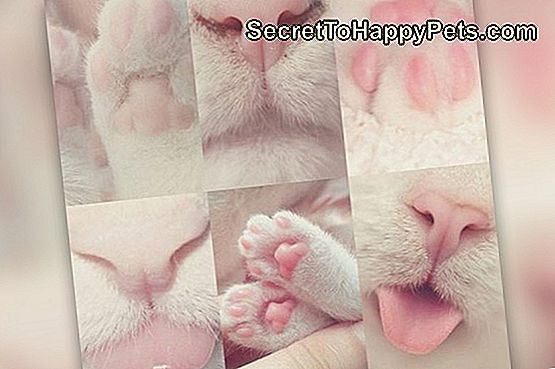 Vă rugăm să vă bucurați de aceste 20 de fotografii perfect roz de fasole Kitty Toe: aceste