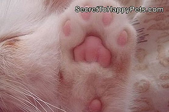 Vă rugăm să vă bucurați de aceste 20 de fotografii perfect roz de fasole Kitty Toe: fasole
