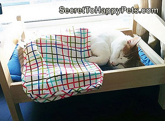 Kot śpi w łóżku dla lalek podarowanym przez Ikeę