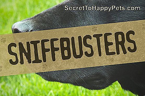 Sniffbusters: Kan Du Lära Dig En Gammal Hund Nya Tricks?