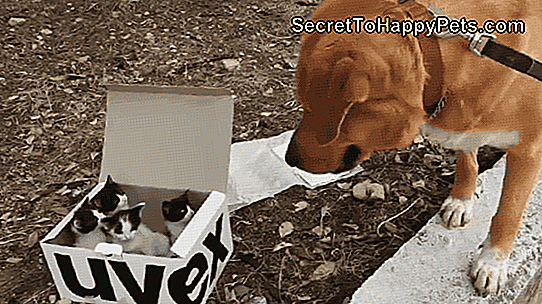 See koer leidis salapärase kasti, mis oli täidetud parima üllatusega