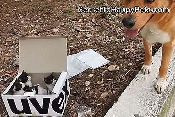 See koer leidis matkamise ajal salapärase kasti ja see oli täidetud parima üllatusega