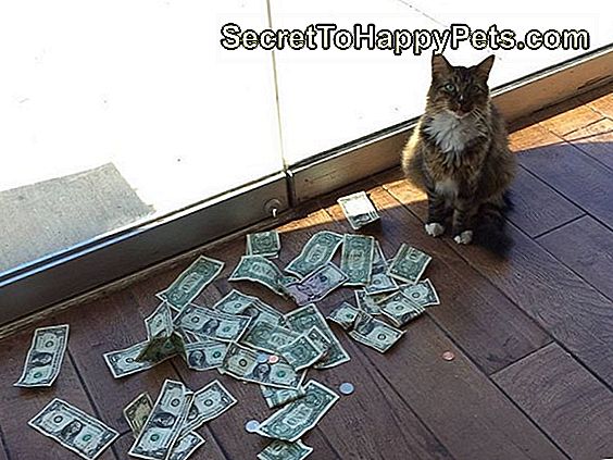 Ši Kitty yra privati ​​šokėja, kuri šoka už pinigus