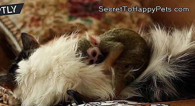 Ce chat aimant a adopté un bébé singe et la vidéo est incroyablement mignonne: dans