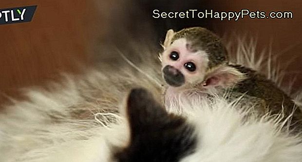 Ce chat aimant a adopté un bébé singe et la vidéo est incroyablement mignonne: dans