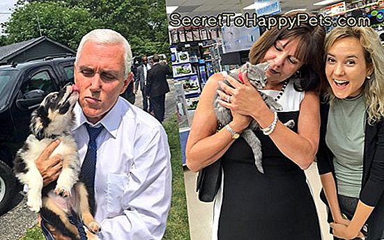 Vice-President Pence Voegt Nieuw Puppy En Kitten Toe Aan Zijn Knuffelkast