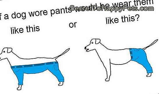 Зараз ми знаємо, як собаки насправді носять штани IRL