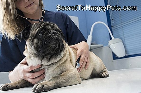 Veterinar pregleda psa s stetoskopom v veterinarski ambulanti