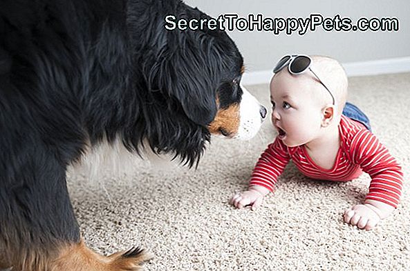7 mesečni brat bratov dvojčka je nos z nosom bernskega planšarskega psa