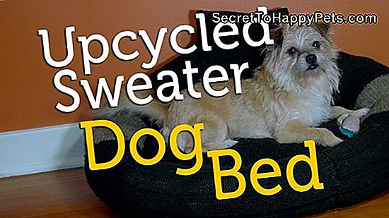 Easy Upcycle: No-Sew Dog Sweatshirt