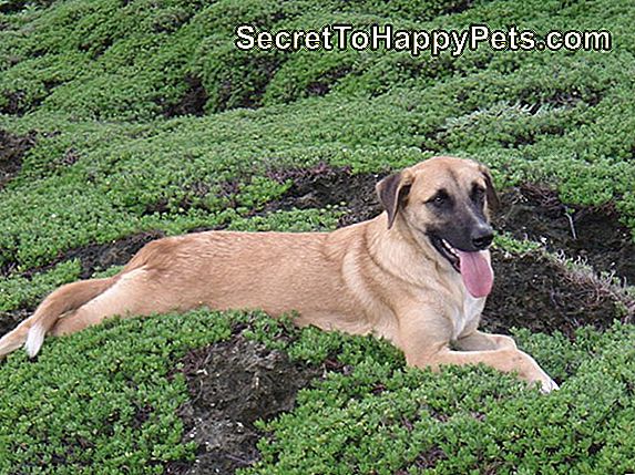Anatolian Shepherd Dog Breed Fakty I Informacje