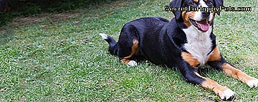 Appenzeller Sennenhund Dog Breed Fakty I Informacje