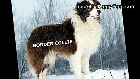 Border Collie Training Secrets