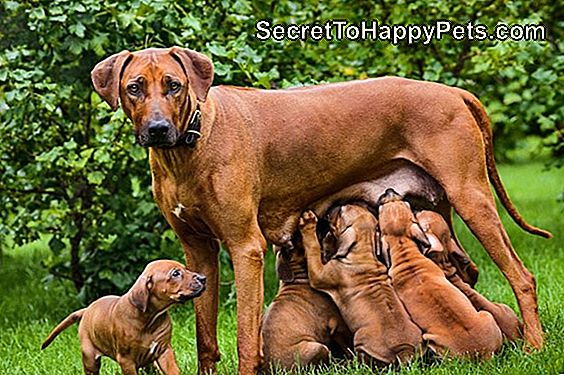 Boxers Vs. Labradors For Family Pets