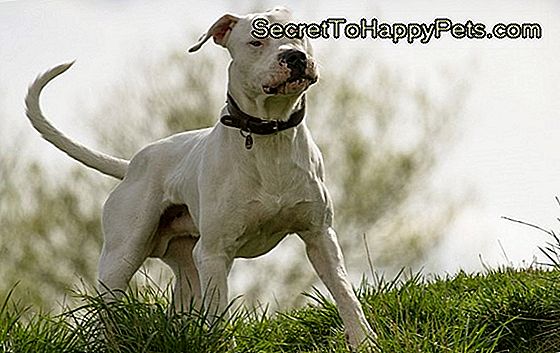 Dogo Argentino Rasgegevens En Informatie Voor Honden